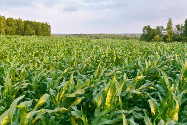 地丰玉99玉米品种简介，平均生育期126.4天