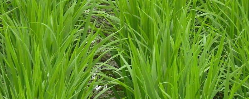云两优7707水稻种子特征特性，每亩栽插2.2-2.5万丛