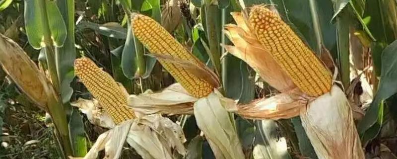 世大778玉米种子介绍，平均生育期130天