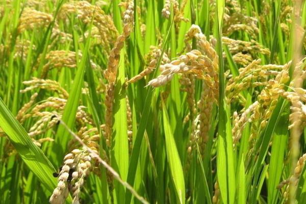 云两优7707水稻种子特征特性,每亩栽插2.2-2.5万丛