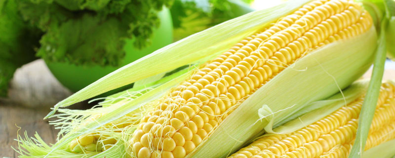 丰美008玉米种子介绍，播种前应掌握好播期温度