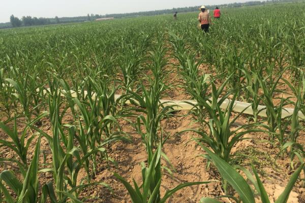 地丰玉99玉米品种简介，平均生育期126.4天