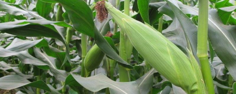 正泰111玉米种子简介，中抗穗腐病