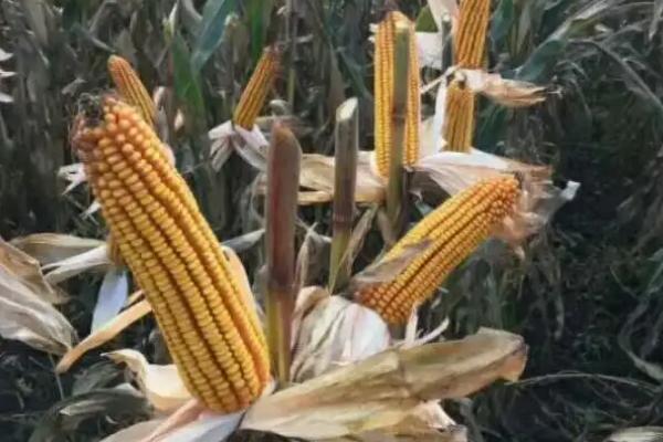 DK2188玉米种子介绍,中抗丝黑穗病