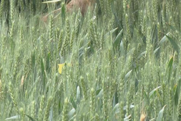 吉冰麦32小麦种子特征特性，3月末至4月初播种