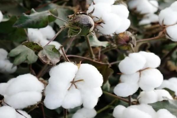 中棉所99029棉花品种的特性,监测防治棉铃虫和红铃虫