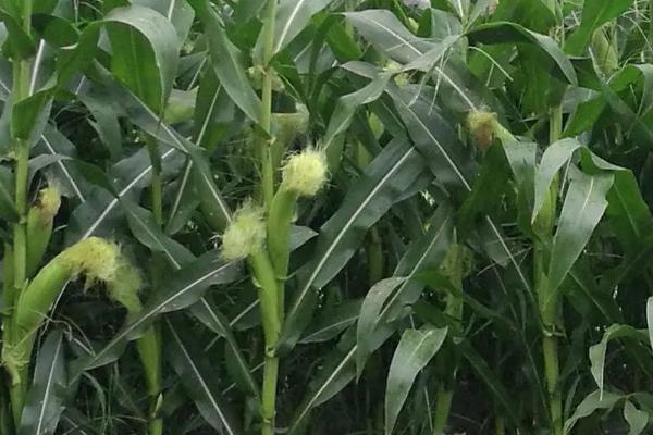 正泰111玉米种子简介，中抗穗腐病