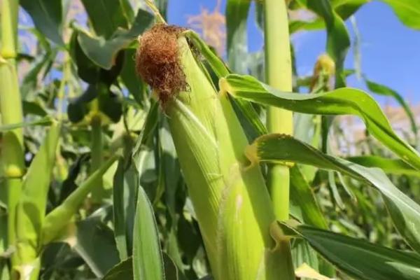 博玉398玉米种子特征特性,以防治地下害虫