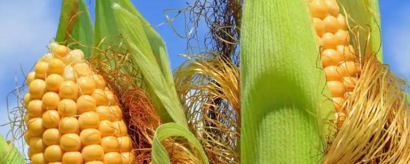 博玉398玉米种子特征特性，以防治地下害虫