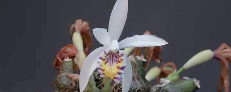 独蒜兰花的种植方法，可在春季期间进行