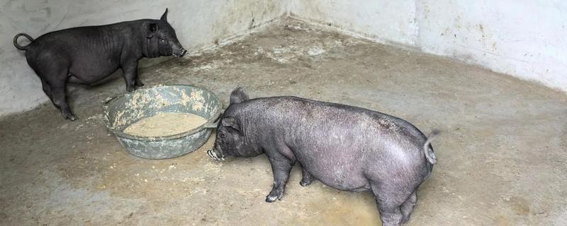 黑母猪多大可以配种，体重达到60-70kg配种