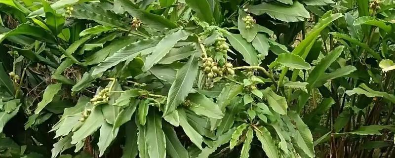 草豆蔻的施肥方法，苗期每隔16天左右追施一次