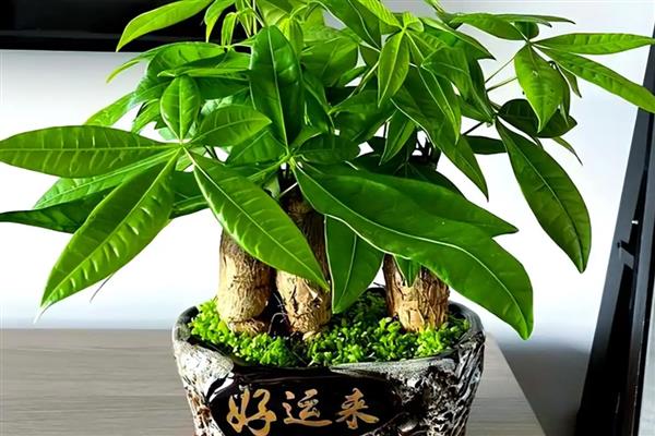 发财树的养护方法，生长期间每隔半个月追肥一次