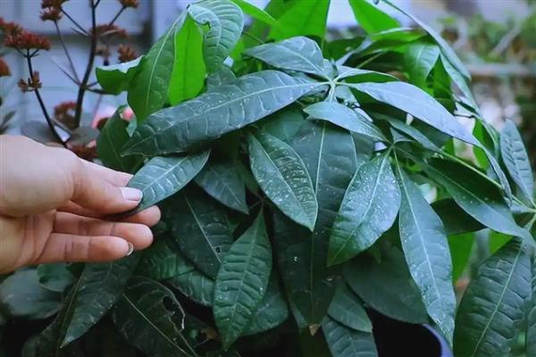 发财树的养护方法，生长期间每隔半个月追肥一次