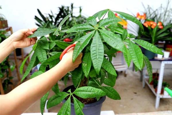 发财树的养护方法，生长期间每隔半个月追肥一次