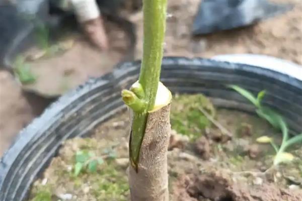发财树的养护方法，生长期间每隔半个月追肥一次