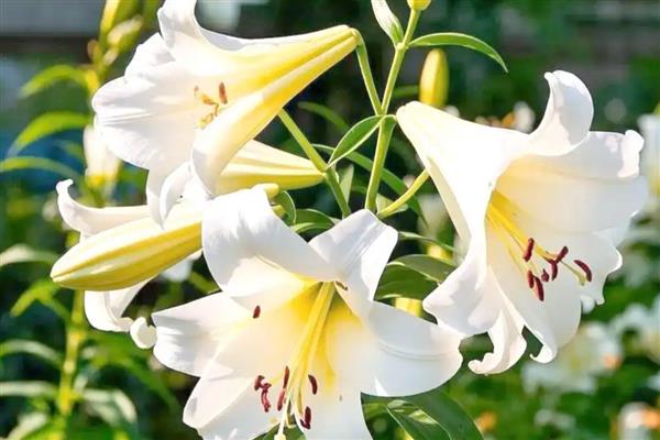 秋天有哪些花,有百合、月季等