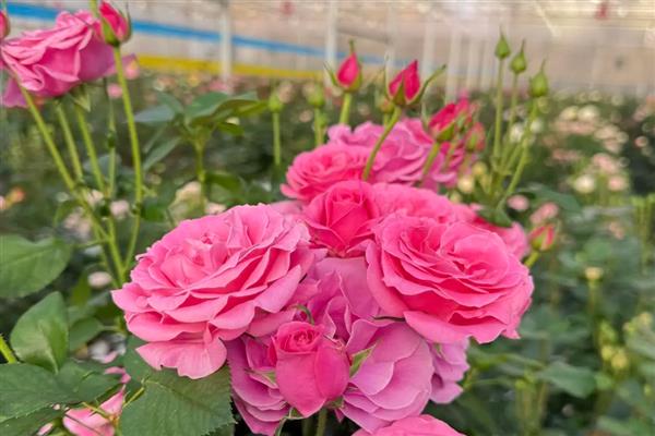 秋天有哪些花,有百合、月季等
