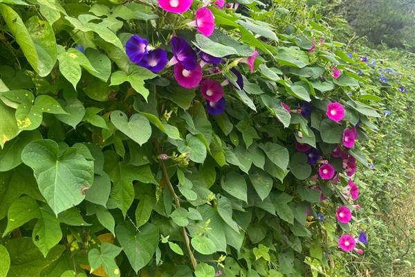 秋天有哪些花,有百合、月季等