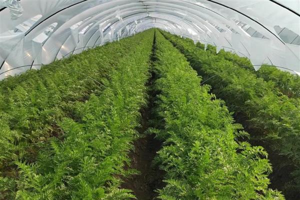 胡萝卜怎么高产,种植后要追肥2-3次左右
