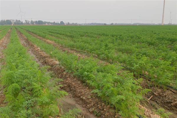 胡萝卜怎么高产,种植后要追肥2-3次左右