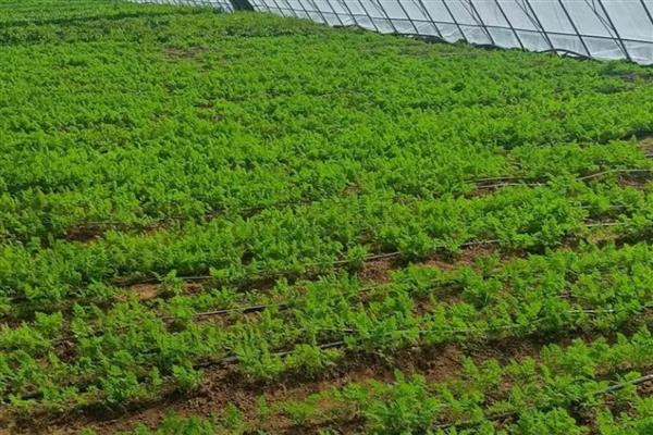 胡萝卜怎么高产,种植后要追肥2-3次左右