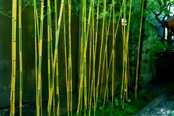 哪些植物能在三天内长高，常见竹子、藻类、浮萍等品种