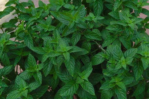 薄荷叶的花语是什么,寓意生机勃勃、清新独特等