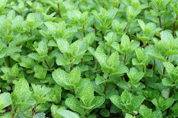薄荷叶的花语是什么,寓意生机勃勃、清新独特等