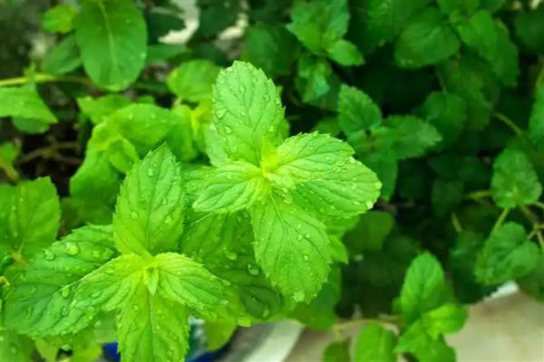 薄荷叶的花语是什么,寓意生机勃勃、清新独特等