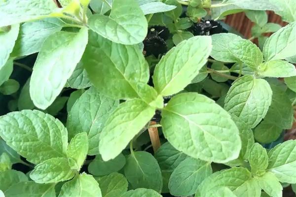 薄荷叶的花语是什么,寓意生机勃勃、清新独特等