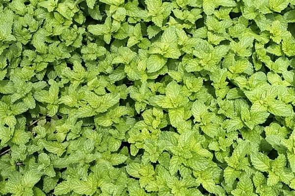 薄荷叶的花语是什么,寓意生机勃勃、清新独特等