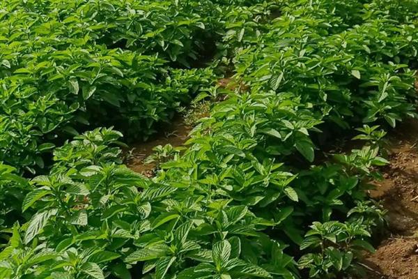 薄荷叶的花语是什么,寓意生机勃勃、清新独特等