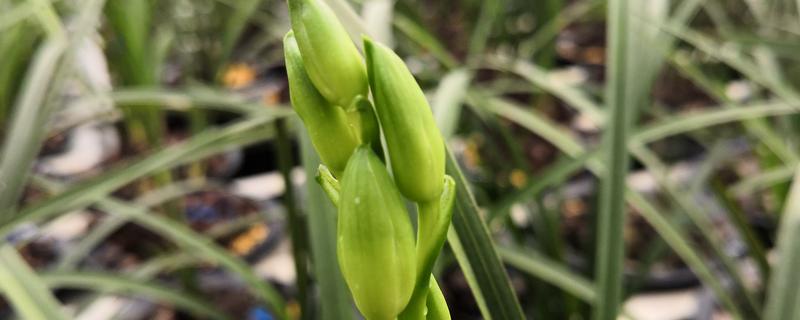 蕙兰的花苞为何发黄掉落，常见缺光、盆土积水、过度施肥等原因