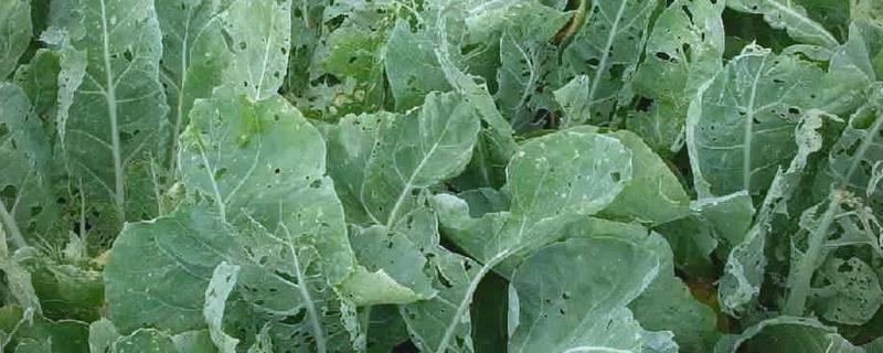 蔬菜怎么用低碳防治害虫，可以以死虫治活虫