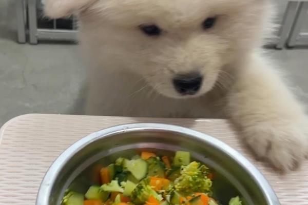 狗狗糖尿病怎么预防,要让狗狗适当的运动