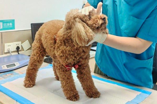狗狗糖尿病怎么预防,要让狗狗适当的运动