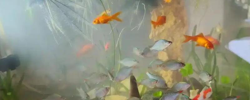 鱼缸水为什么会浑浊，可能是水源差、底砂质量差等因素造成