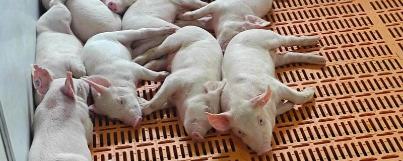 仔猪黄白痢的发病特点，冬夏和春季易发生
