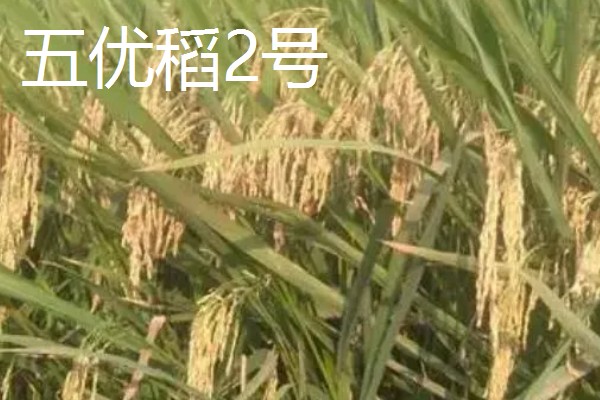 水稻有哪些品种，常见的有五优稻2号、龙稻18等