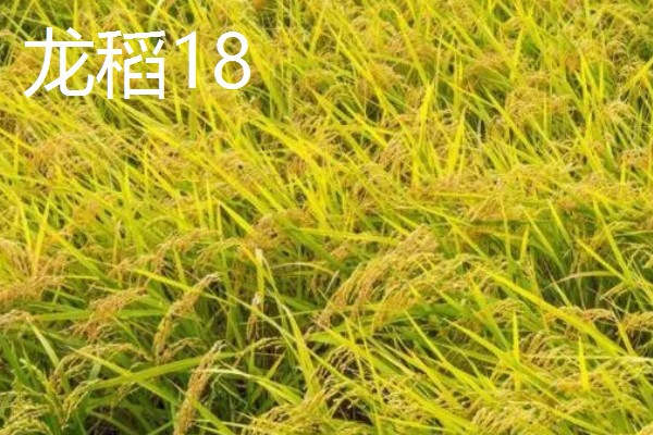 水稻有哪些品种，常见的有五优稻2号、龙稻18等