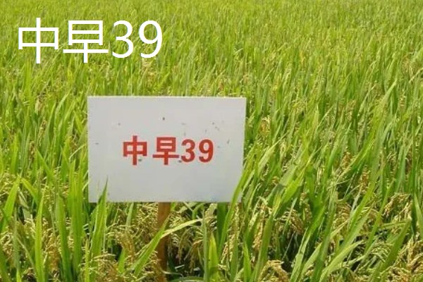 水稻有哪些品种，常见的有五优稻2号、龙稻18等
