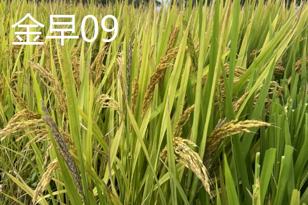 水稻有哪些品种，常见的有五优稻2号、龙稻18等