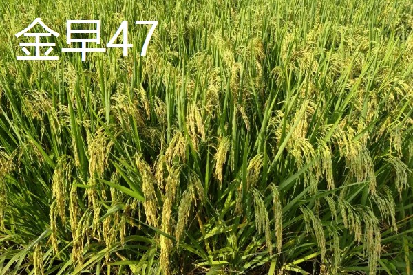 水稻有哪些品种，常见的有五优稻2号、龙稻18等