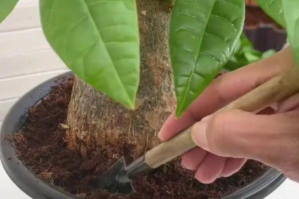 怎么养盆景发财树，每隔3天给植株浇水一次