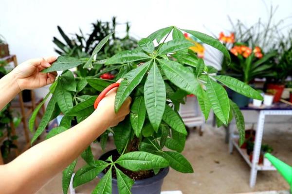 怎么养盆景发财树，每隔3天给植株浇水一次
