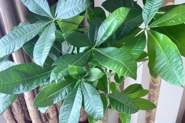 怎么养盆景发财树，每隔3天给植株浇水一次