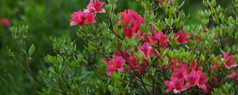 杜鹃花的移栽时间，以10月份至翌年2月份为宜