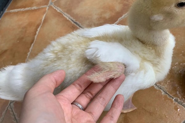 鸭子换毛所需时间，需要1个月左右