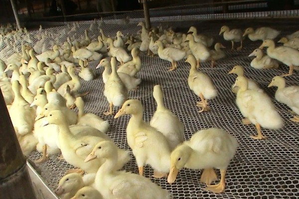 鸭子换毛所需时间，需要1个月左右